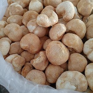 100% натуральный сушеный гриб Ежовик гребенчатый (Львиная грива) премиум-класса, 5-8 см, китайский Hericium Erinaceus, суперфуд, экстракт для поддержки здоровья мозга - Product Image 2