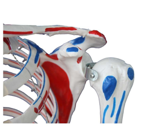 Desconexión de la fábrica de ciencia médica de todo el cuerpo, modelo de hueso y cráneo de varios modelos de hueso - Product Image 5