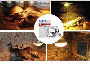 <span class=keywords><strong>PHILIPS</strong></span> 250W E27 CL <span class=keywords><strong>Ampoule</strong></span> chauffante infrarouge en verre dur transparent BR125 IR pour équipement de physiothérapie - Product Image 4