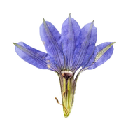 Fleur de gentiane séchée pressée, fleur naturelle réelle pour artisanat fait main, décoration en résine époxy