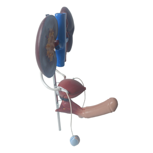 Modelo Anatómico del Sistema Reproductor Masculino en 3D de PVC para la Enseñanza de Ciencias Médicas, que Muestra Riñón, Vejiga, Pene y Testículos - Product Image 2