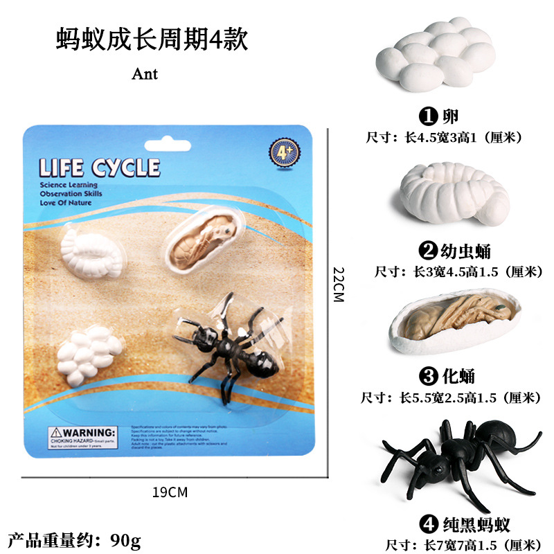Cycle de croissance du travailleur noir pur ant