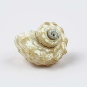 3-5cm cangrejo ermitaño reemplazo Shell Concha Natural pintura pecera Aquascape Shell pendientes accesorios <span class=keywords><strong>de</strong></span> joyería - Product Image 4