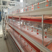 Cage à poules automatique à couches métalliques avec système d'alimentation, type de cage pour usage commercial, respirante et facile à nettoyer