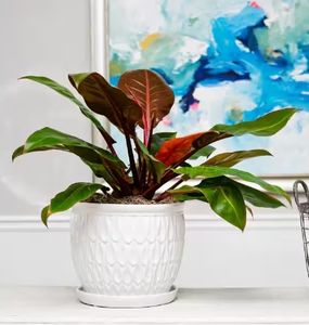 Vasi in Ceramica con Drenaggio, Fioriera in Ceramica Bianca a Goccia con Sottovaso - Product Image 4