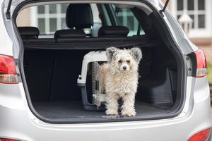 Boîte de transport en plastique <span class=keywords><strong>Karlie</strong></span> pour chats et chiens - Design extérieur écologique et tendance, conforme à la réglementation IATA pour le transport d'animaux vivants - Product Image 5