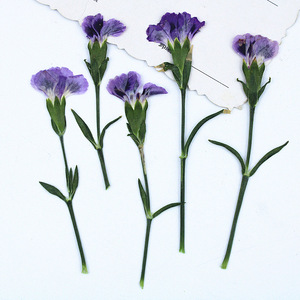 Mini-fleurs de carnation séchées pressées naturelles, fleurs de dianthus pour l'artisanat en résine DIY, décoration intérieure - Product Image 1