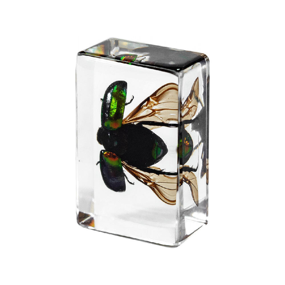 Petites ailes de tortue dorées vert cuivre 45cm