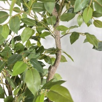 Arbre artificiel Polyscias de 160 cm, plante bonsaï réaliste, verdure artificielle pour la décoration intérieure de la maison et du jardin