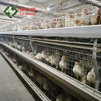 Nouvelle Offre Spéciale : Cages à poulets de chair de type H/A galvanisées à chaud avec équipement d'alimentation automatique en batterie