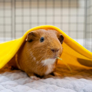 Hochwertige Bestseller Luxus Winter kühlung Fleece Meers chweinchen Bett matte mit interaktivem Design für Käfige - Product Image 4