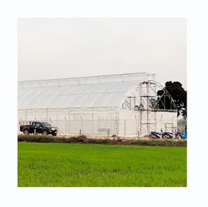 Serre à tunnel unique économique à film PE de protection UV de 200 microns pour la croissance de la tomate et du concombre