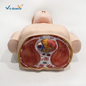 แบบจำลองฝึกอบรมการปฐมพยาบาลทางการแพทย์ด้วยระบบอิเล็กทรอนิกส์ แบบจำลองฝึกอบรมการช่วยฟื้นคืนชีพขั้นพื้นฐาน หุ่นจำลองการช่วยฟื้นคืนชีพครึ่งตัว หุ่นจำลองฝึกอบรมการช่วยฟื้นคืนชีพครึ่งตัว - Product Image 5