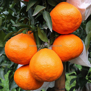 Naranjas Mandarinas Frescas Marca Meicun, Grado A, Empaque Personalizado, Dulces y Jugosas, Conservación en Frío por 2 Meses, de Sichuan, China - Product Image 5