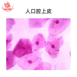 Clearly structured typical slice specimens, biological laboratory human anatomy slide set, science education <b>microscope</b> slides - Product Image 2