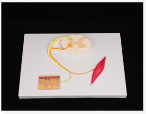 Medizinisches Lehrmodell Anatomie Menschlicher Nerv Rückenmark-Modell Zentralnerven-Reflexbogen-Modell - Product Image 3