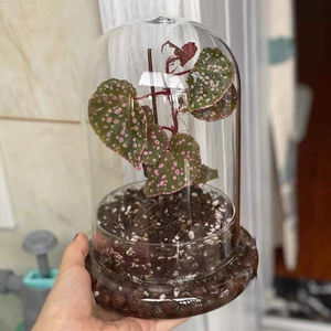 Cúpula de campana de cristal redonda decorativa transparente hecha a medida con Base de cristal con orificio de aire para suculentas en miniatura Venus <span class=keywords><strong>atrapamoscas</strong></span> - Product Image 5