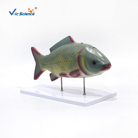 Modèle d'anatomie interne de poisson grandeur nature pour l'enseignement de la zoologie avec systèmes respiratoire et circulatoire
