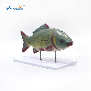 Modelo de Anatomía Interna de Pez a Tamaño Real para la Enseñanza de Zoología con Sistemas Respiratorio y <span class=keywords><strong>Circulatorio</strong></span> - Product Image 5