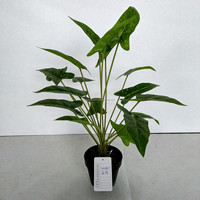 Plante artificielle Arrowhead Vine Variegated Philodendron Syngonium Podophyllum Taro Leaf Faux Bonsai 50cm Décoration de centre de table pour mariage et Pâques