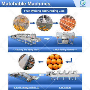 Ligne de tri industrielle OCEAN pour les dattes, les avocats, les petites myrtilles, les cerises, les tomates, les pommes de terre, machine de tri à rouleaux - Product Image 5