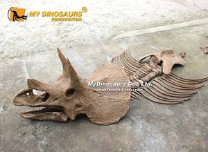 MY Dino Museum Fósiles educativos de dinosaurio Triceratops para excavar - Product Image 4