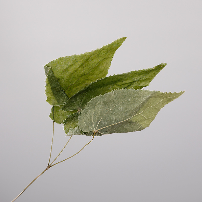 Wholesale Epimedium Leaf Natural Traditional Chinese Herbal Medicine Dried Raw AD Processed Herb Horny Goat Weed Bozhou Bencao