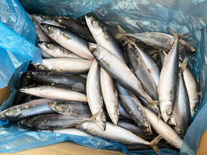 Sea Dream Frozen 15 kg NO.7 NO. 8 NO. <span class=keywords><strong>9</strong></span> Importadores de Pescado Caballa del Pacífico IQF Thomson con Precio Competitivo y Envío Rápido - Product Image 4