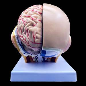 Modelo de Anatomía de cabeza adjunta al cerebro unilateral desmontable de grado médico modelo de investigación de laboratorio de enseñanza de educación médica - Product Image 4
