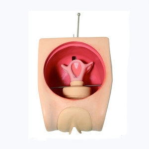 Modelo Ginecológico de PVC de Tamaño Real FT33B Marca ADA con Certificación ISO para Educación en Salud Materno-Infantil y Planificación Familiar en Hospitales - Product Image 1
