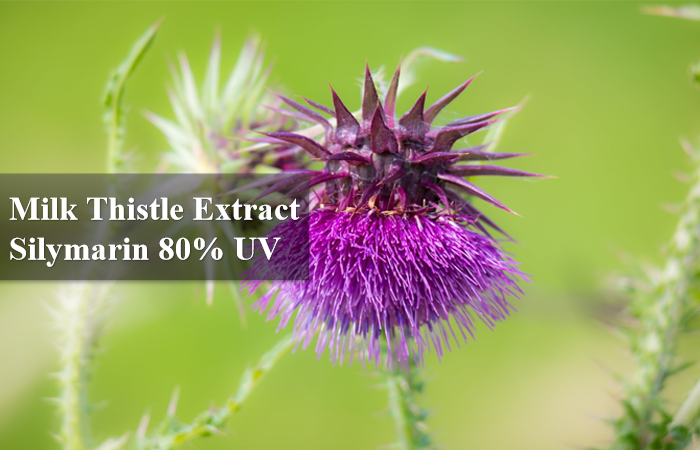 Estratto Di Silimarina In Polvere - Silimarina In Polvere - UNDERSUN - Foto 2