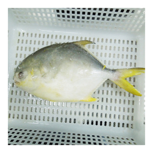 Nuova stagione IQF 40 libbre <span class=keywords><strong>Pompano</strong></span> dorato congelato con dimensioni 300-400g 400-500g 500-600g 600-700g 700-800g 800-900g 900-1000g - Product Image 1