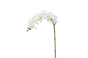 Usine directe réel look réaliste de haute qualité fleurs d'orchidées artificielles tige 7 têtes de mariage décoration - Product Image 5
