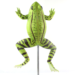 Modello Anatomico di Rana, Modello Biologico di Organi e Tessuti, Esemplari Animali per Scopi Medici - Product Image 2