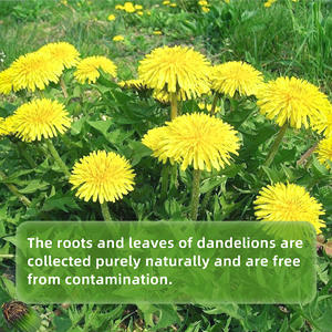 Oem Natural Herbal Saúde Suplementos Blended Fresh <span class=keywords><strong>Dandelion</strong></span> <span class=keywords><strong>Root</strong></span> Tea 10g * 10 Packs 24 Meses Vida útil - Product Image 4