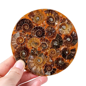 Conchas <span class=keywords><strong>de</strong></span> caracolas <span class=keywords><strong>de</strong></span> Madagascar naturales <span class=keywords><strong>de</strong></span> alta calidad, conchas <span class=keywords><strong>de</strong></span> <span class=keywords><strong>nautilus</strong></span>, rodajas <span class=keywords><strong>de</strong></span> <span class=keywords><strong>concha</strong></span> y adornos <span class=keywords><strong>de</strong></span> cuerno <span class=keywords><strong>de</strong></span> oveja - Product Image 1