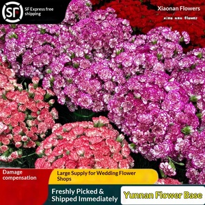 Bouquet <span class=keywords><strong>de</strong></span> <span class=keywords><strong>fleurs</strong></span> fraîches coupées Carnation, livraison directe pour la Fête des Mères et la Fête des Enseignants, usage domestique - Product Image 3