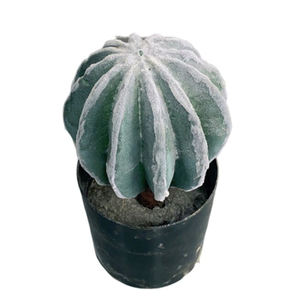 El nórdico pequeño Cactus Artificial maceta columna plantas decorativas Faux Artificial suculento Cactus plantas falsas Anlage - Product Image 5