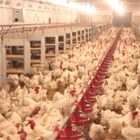 Système de levage de plancher d'éleveur automatique de haute qualité pour équipement d'élevage de volaille de ferme avicole pour éleveur