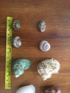 Natuurlijke Heremietkreeft Schelpen Diverse Veranderende Strand Seashell Voor Heremietkreeft Die