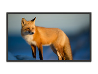 Reproductor de Video LCD Infrarrojo de Pared Plateado con SDK y Animación para Educación en Línea, Pantalla de Señalización Digital para Interiores
