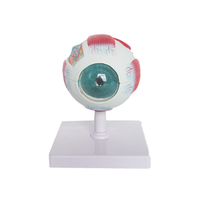 Modelo de Enseñanza de <span class=keywords><strong>PET</strong></span> de Suministros Médicos Avanzados y Modelo de Anatomía del Ojo Humano con Piezas SMD103 para la Escuela de Medicina - Product Image 1