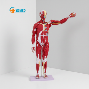 Modèle de <span class=keywords><strong>corps</strong></span> <span class=keywords><strong>humain</strong></span> en PVC de 80 cm, 27 parties musculaires, avec organes internes, conforme CE/ISO - Product Image 1