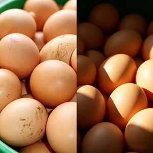 Aditivo Probiótico para Acuicultura que Alivia el Estrés por Calor, Reduce la Rotura de Huevos y la Caída de Agua, 5kg/ton alimento, Filipinas - Product Image 2