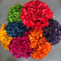 Fleur séchée d'hortensia à grandes feuilles, naturelle, de qualité supérieure, vibrante, résistante aux chocs, pour la décoration de vitrine (vente en gros)