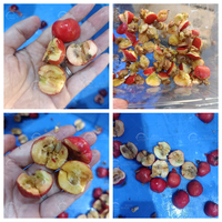 Elektrische Kersen Pitting Pitter Kern Verwijderen Machine Longan Fruit Putmachine