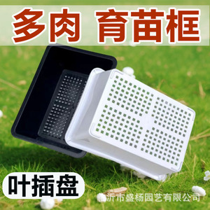 Bac de propagation pour la coupe de feuilles, rectangulaire, en plastique, avec trous de drainage, pour la plantation de plantes succulentes, usage en pépinière - Product Image 4