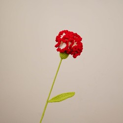 Oeillet rouge dégradé