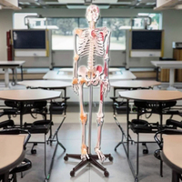 Modèle de squelette en PVC de 180 cm de haut avec muscles et ligaments pour l'enseignement des sciences médicales, durable, blanc