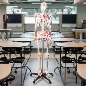 180cm Tall PVC Muscles and Ligaments Skeleton Model for Medical Science Teaching Durable White - Product Image 2